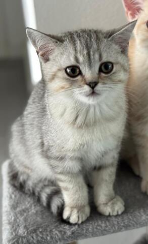 Britisch Kurzhaar Kitten – männlich