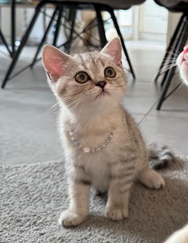 Britisch Kurzhaar Kitten – männlich