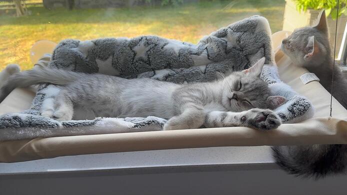 Britisch Kurzhaar Kitten – männlich