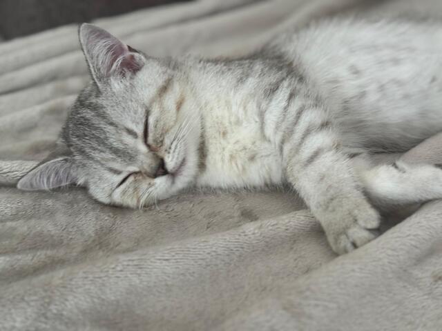Britisch Kurzhaar Kitten – männlich