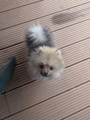 🐾 Süße Zwergspitz Hündin (4 Monate) sucht Zuhause