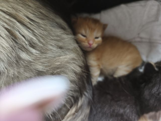 Maincoon persermix kitten