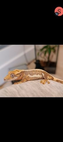 Kronengecko Lillywhite Weibchen
