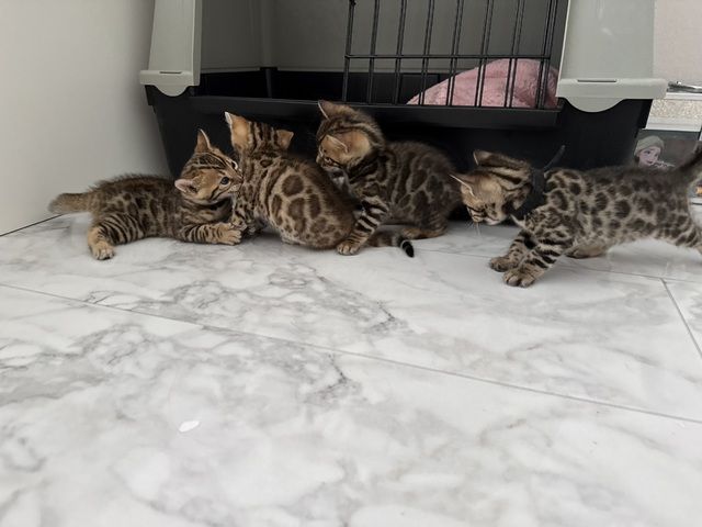 Bengal Kitten