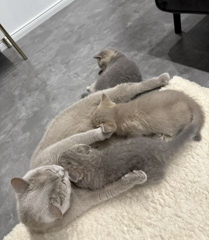 Reinrassige Britisch Kurzhaar Katzen BKH Baby Katze reinrassig