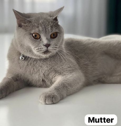 Reinrassige Britisch Kurzhaar Katzen BKH Baby Katze reinrassig