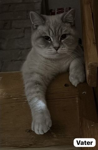 Reinrassige Britisch Kurzhaar Katzen BKH Baby Katze reinrassig