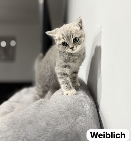 Reinrassige Britisch Kurzhaar Katzen BKH Baby Katze reinrassig