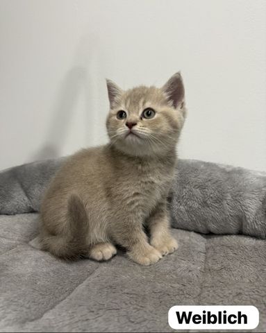 Reinrassige Britisch Kurzhaar Katzen BKH Baby Katze reinrassig