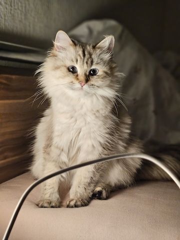 Neva Masquerade - liebevolle Katze