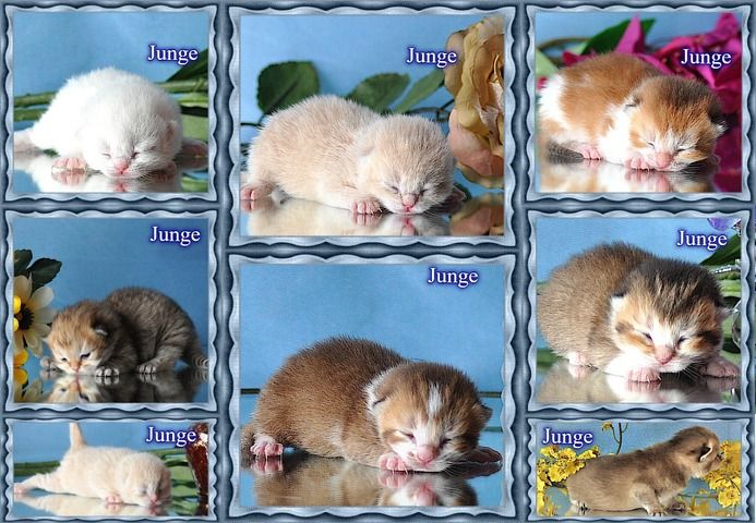 Wunderschöne BKH/BLH Britisch Kurzhaar und Langhaar Kitten mit Stammbaum.
