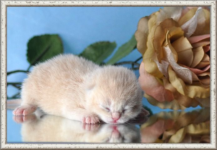 Wunderschöne BKH/BLH Britisch Kurzhaar und Langhaar Kitten mit Stammbaum.