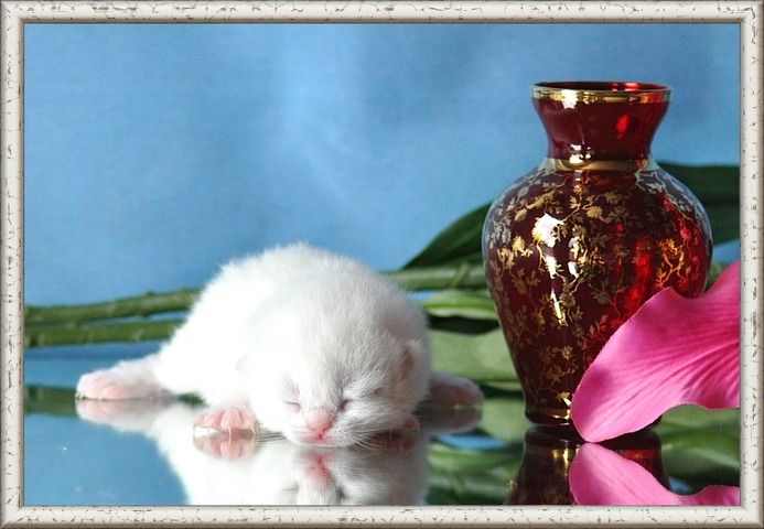 Wunderschöne BKH/BLH Britisch Kurzhaar und Langhaar Kitten mit Stammbaum.