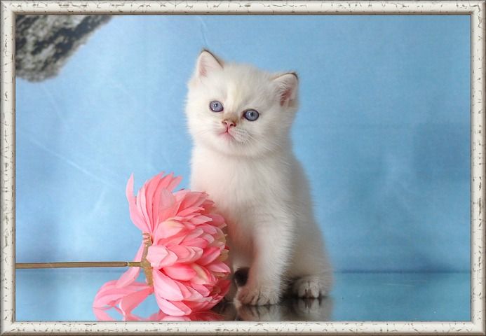 Wunderschöne BKH/BLH Britisch Kurzhaar und Langhaar Kitten mit Stammbaum.