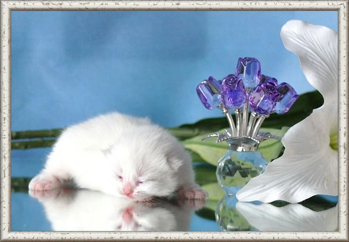 Wunderschöne BKH/BLH Britisch Kurzhaar und Langhaar Kitten mit Stammbaum.