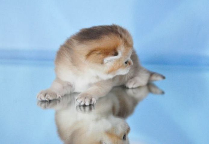 Wunderschöne BKH/BLH Britisch Kurzhaar und Langhaar Kitten mit Stammbaum.