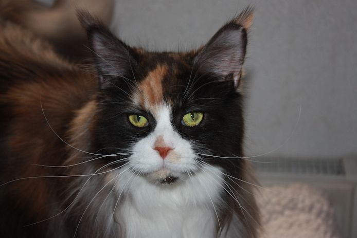 Maine coon Kitten mit Stammbaum