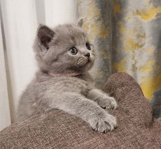 Zucker süße kitten zum Reservieren