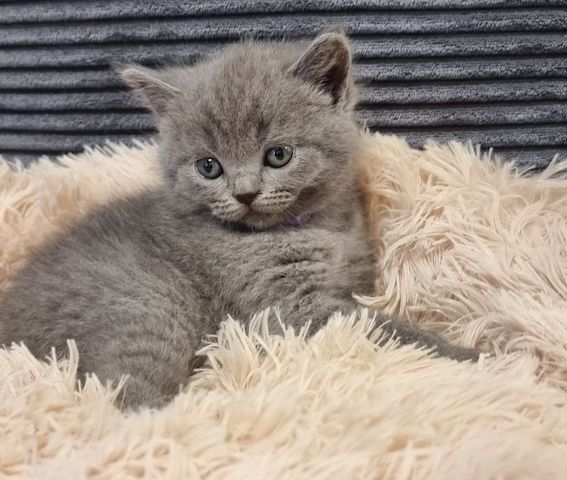 Zucker süße kitten zum Reservieren