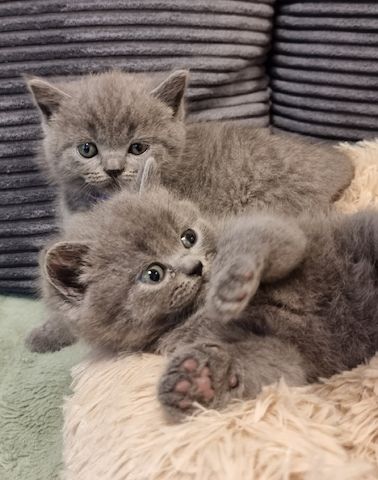 Zucker süße kitten zum Reservieren