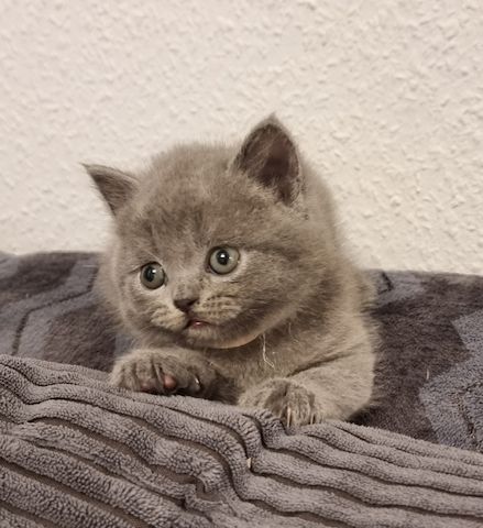 Zucker süße kitten zum Reservieren