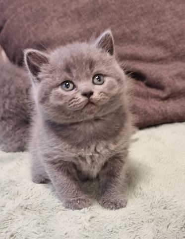 Zucker süße kitten zum Reservieren