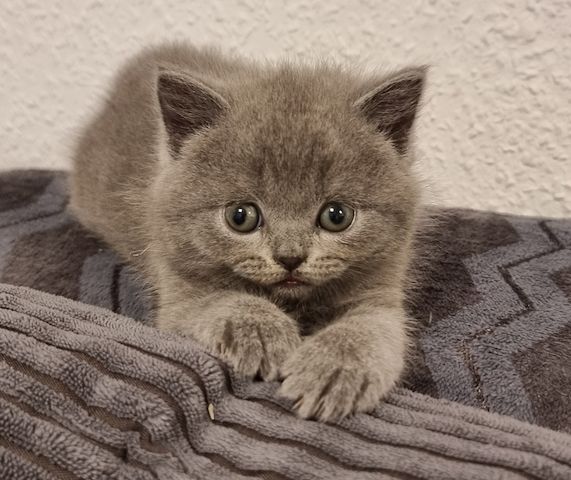 Zucker süße kitten zum Reservieren