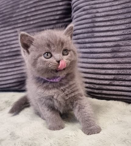 Zucker süße kitten zum Reservieren