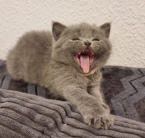 Zucker süße kitten zum Reservieren