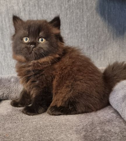 Zucker süße kitten zum Reservieren