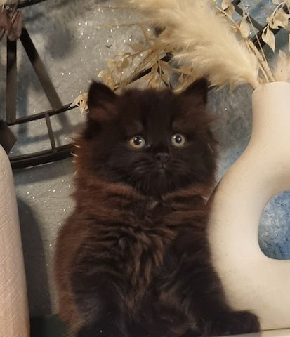 Zucker süße kitten zum Reservieren