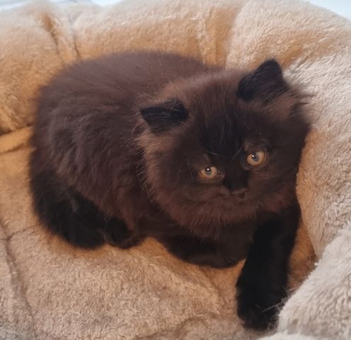 Zucker süße kitten zum Reservieren