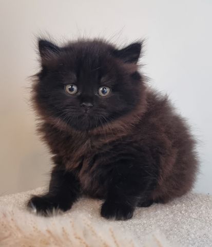 Zucker süße kitten zum Reservieren