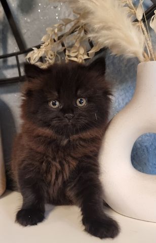 Zucker süße kitten zum Reservieren
