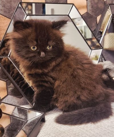 Zucker süße kitten zum Reservieren