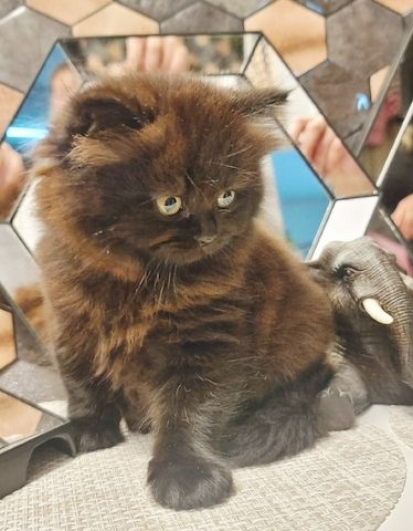 Zucker süße kitten zum Reservieren