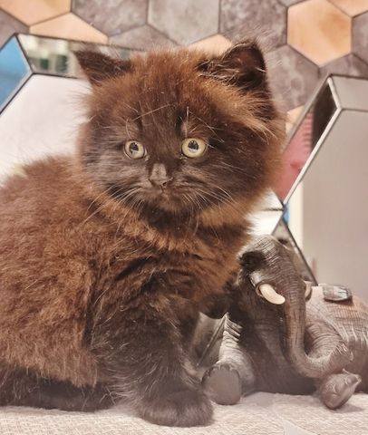 Zucker süße kitten zum Reservieren