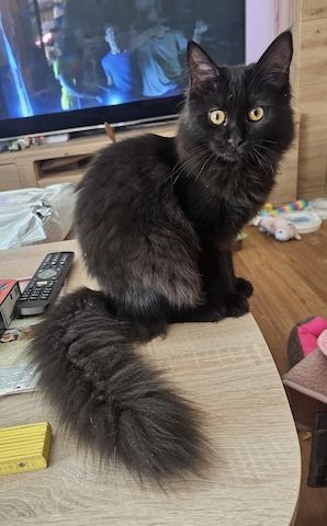 2 ganz liebe verschmuste Maine Coon Mädchen