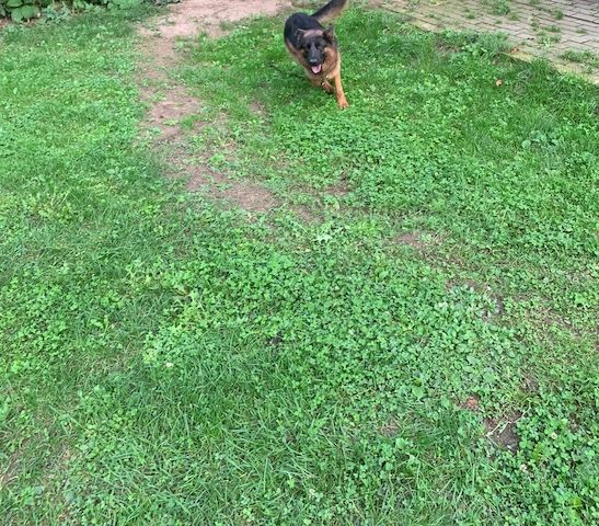 Deutscher Schäferhund Hündin 12 Monate mit Original Ahnentafel