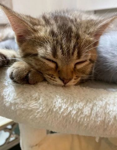 Kleiner Tiger sucht Herzplatz