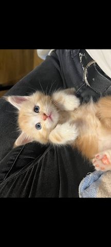 Maine Coon Kitten, Kätzchen, Junge