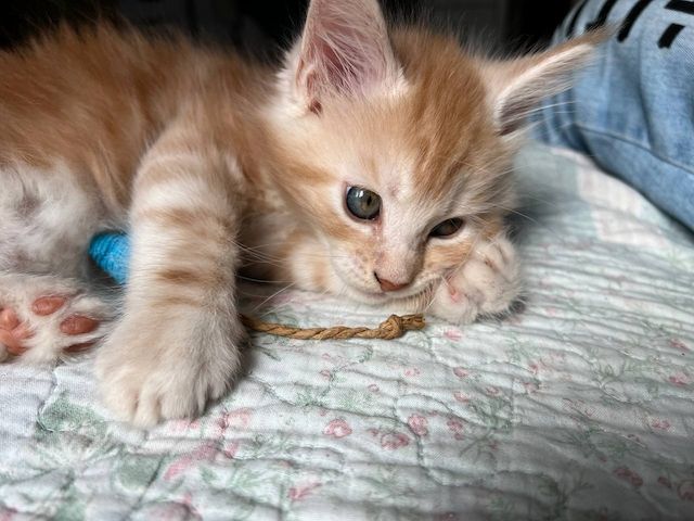 Maine Coon Kitten, Kätzchen, Junge