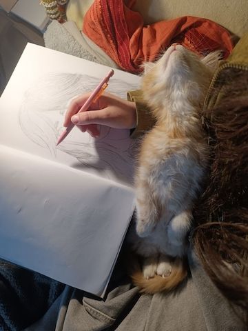 Maine Coon Kitten, Kätzchen, Junge