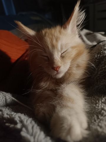 Maine Coon Kitten, Kätzchen, Junge