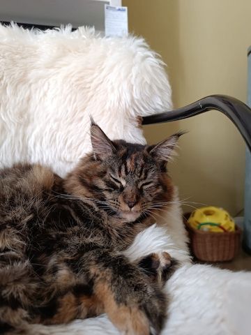 Maine Coon Kitten, Kätzchen, Junge