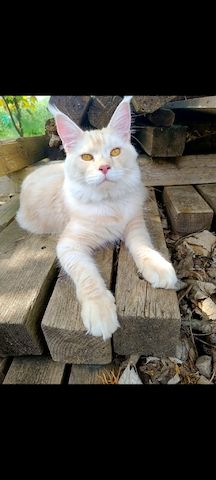 Maine Coon Kitten, Kätzchen, Junge