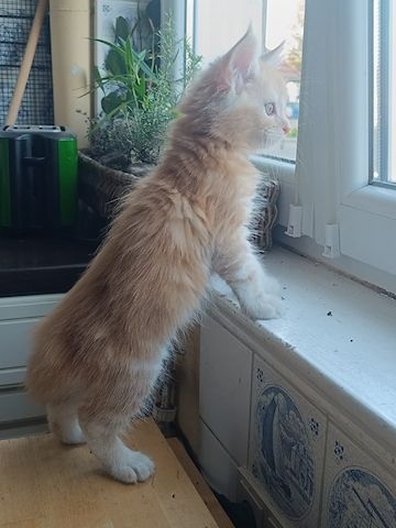 Maine Coon Kitten, Kätzchen, Junge