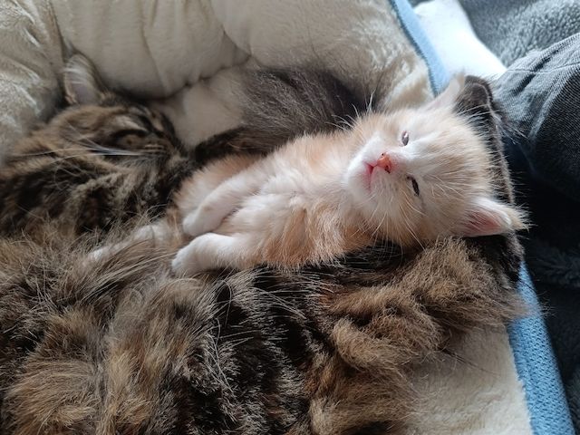 Maine Coon Kitten, Kätzchen, Junge