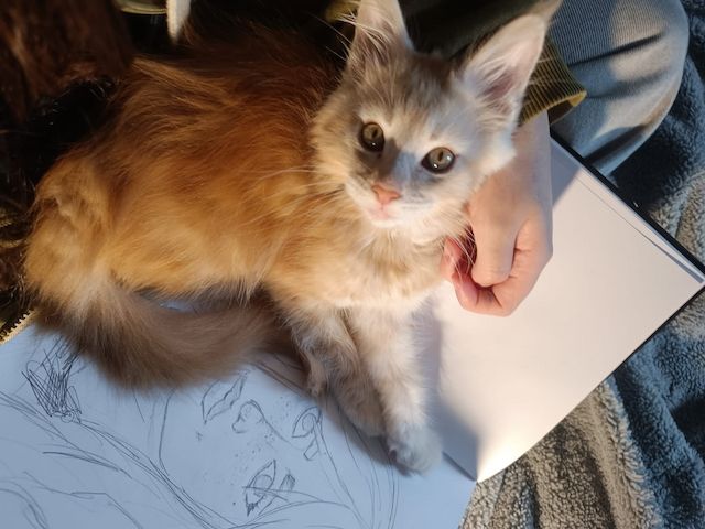 Maine Coon Kitten, Kätzchen, Junge
