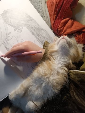 Maine Coon Kitten, Kätzchen, Junge